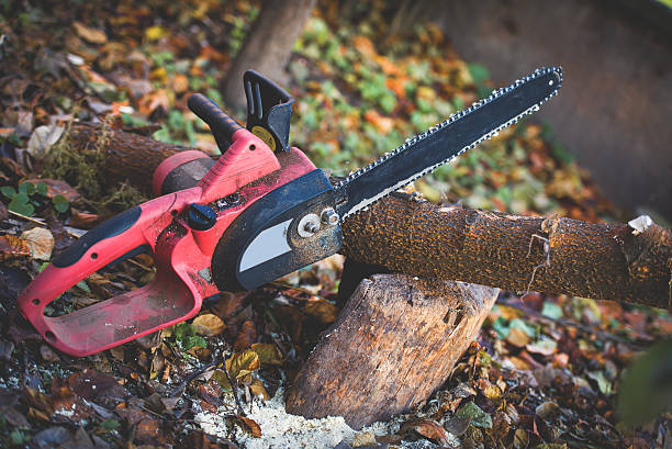 Best Storm Damage Tree Cleanup  in Lago Vista, TX